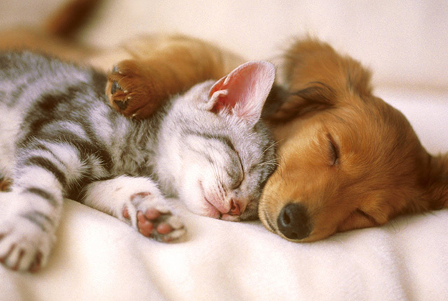 Schlafender Hund und Katze