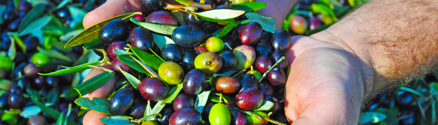 adopt  olive tree tuscany